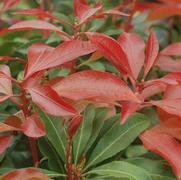 Pieris japonica 'Mountain Fire'