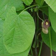 Aristolochia macrophylla Aristolochia macrophylla