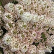 Hydrangea paniculata 'Bobo'