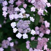 Hydrangea serrata 'Tiny Tuff Stuff'