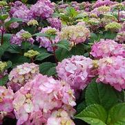 Hydrangea macrophylla 'Endless Summer BloomStruck'