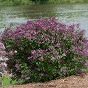 Syringa x. 'Bloomerang Dark Purple'