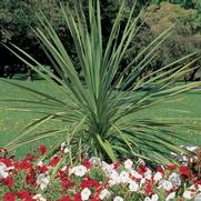 Dracaena indivisa 'Spikes' Dracaena indivisa 'Spikes'