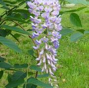 Wisteria macro. 'Blue Moon'