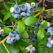 Vaccinium corymbosum 'Northland' Vaccinium corymbosum 'Northland'