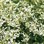 Euphorbia graminea 'Diamond Frost' Euphorbia graminea 'Diamond Frost'