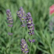 Lavandula angustifolia 'Hidcote'