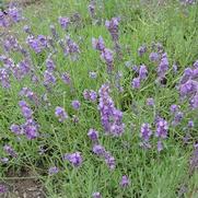 Lavandula angustifolia 'Munstead'