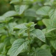 Mentha aquatica 'Orange Mint'