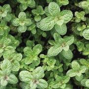 Mentha suaveoloens 'Apple Mint'