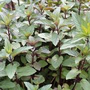 Mentha x piperita 'Chocolate'