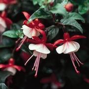 Fuchsia hybrid 'Shadow Dancer Betty' Fuchsia hybrid 'Shadow Dancer Betty'