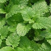 Mentha spicata 'Kentucky Colonel'