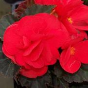 Begonia x tuberhybrida 'Nonstop Mocca Cherry' Begonia x tuberhybrida 'Nonstop Mocca Cherry'