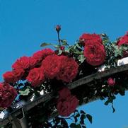 Rosa 'Don Juan' Rosa 'Don Juan'
