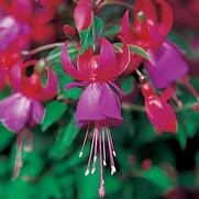 Fuchsia hybrid 'Shadow Dancer Marcia' Fuchsia hybrid 'Shadow Dancer Marcia'