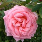 Rosa 'Pearly Gates' Rosa 'Pearly Gates'