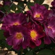 Rosa 'Stormy Weather' Rosa 'Stormy Weather'