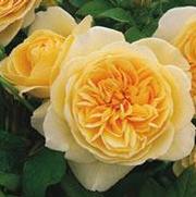 Rosa 'Teasing Georgia' Rosa 'Teasing Georgia'