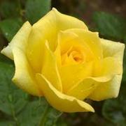 Rosa 'Oregold'