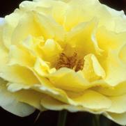 Rosa 'Yellow Submarine'