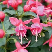 Fuchsia hybrid 'Shadow Dancer Yolanda' Fuchsia hybrid 'Shadow Dancer Yolanda'