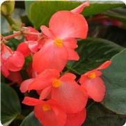 Begonia X hybrida 'Big Red with Green leaf'