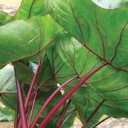 Colocasia esculenta 'Hawaiian Punch' Colocasia esculenta 'Hawaiian Punch'