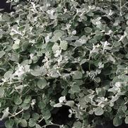 Helichrysum petiolare 'White Licorice'