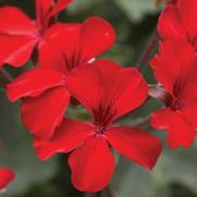 Geranium Interspecific 'Caliente Fire'