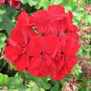 Geranium Interspecific 'Calliope Burgundy'