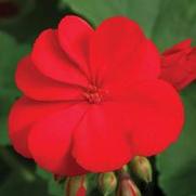 Geranium Interspecific 'Calliope Scarlet Fire'