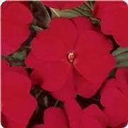 Impatiens hawkeri 'Divine Cherry Red' Impatiens hawkeri 'Divine Cherry Red'