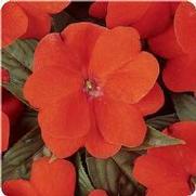 Impatiens hawkeri 'Divine Orange' Impatiens hawkeri 'Divine Orange'
