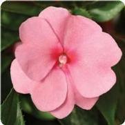 Impatiens hawkeri 'Divine Pink' Impatiens hawkeri 'Divine Pink'