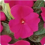 Impatiens hawkeri 'Divine Violet' Impatiens hawkeri 'Divine Violet'
