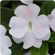 Impatiens hawkeri 'Divine White Blush' Impatiens hawkeri 'Divine White Blush'