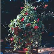 Lophospermum 'Great Cascade-Wine Red'