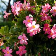 Mandevilla hybrid 'Pretty Pink' Mandevilla hybrid 'Pretty Pink'