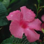 Mandevilla splendens 'Alice Dupont' Mandevilla splendens 'Alice Dupont'