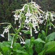Nicotiana sylvestris
