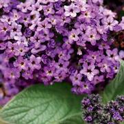 Heliotropium arborescens 'Incense' Heliotropium arborescens 'Incense'