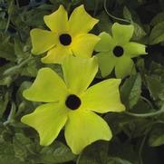 Thunbergia alata 'Sunny Lemon Star'