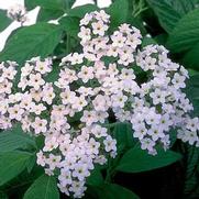 Heliotropium arborescens 'Fragrant White' Heliotropium arborescens 'Fragrant White'