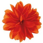 Dahlia hybrid 'Carolina Orange'