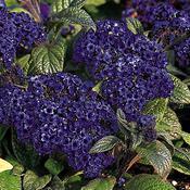 Heliotropium arborescens 'Marine' Heliotropium arborescens 'Marine'