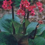 Bergenia cordifolia 'Winterglut' Bergenia cordifolia 'Winterglut'