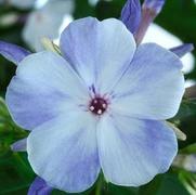 Phlox paniculata 'Flame Blue'