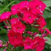 Phlox paniculata 'Flame Red' Phlox paniculata 'Flame Red'