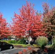 Acer rubrum 'Red Sunset'